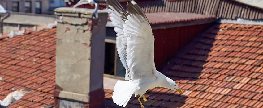 Residential Chimney Animal Removal Solution in Santa Monica, CA